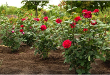 Obavezno ovaj prah pospite po ružama u februaru: Svi ga imamo u kući, bujaće cijelo ljeto