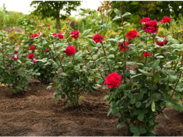 Obavezno ovaj prah pospite po ružama u februaru: Svi ga imamo u kući, bujaće cijelo ljeto
