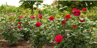 Obavezno ovaj prah pospite po ružama u februaru: Svi ga imamo u kući, bujaće cijelo ljeto