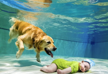 Beba je upala u bazen i počela da se davi, a ono što je pas uradio sve je šokiralo… 😲😲