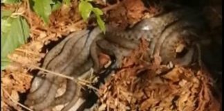 Beže kao lude od ovog mirisa: Jedna sitnica u dvorištu zauvek tera zmije od kuće