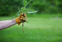Nema više čupanje korova: Na proljeće samo pospite 1 namirnicu po njemu i biće trajno uništen