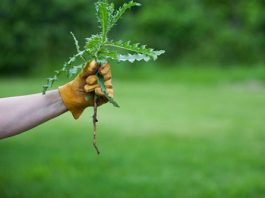 Nema više čupanje korova: Na proljeće samo pospite 1 namirnicu po njemu i biće trajno uništen