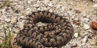 POLA LJUDI DRŽI OVO U DVORIŠTU, A NE ZNA DA TO ZMIJE PRIVLAČI KAO MAGNET: Jedno posebno koriste deca!