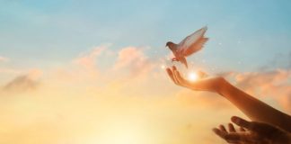 Narodno vjerovanje koje rijetko ko zna: Što znači kada vam ptica sleti na prozor ili pokuca na staklo