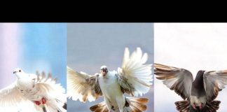 TEST: Odaberite jednog goluba isaznajte šta će se dogoditi u sljedeća 3 dana!