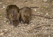 MIŠEVI I PACOVI OD OVOGA BEŽE GLAVOM BEZ OBZIRA! Svi IMATE U KUĆI, dovoljno je SAMO NA VRATA DA STAVITE I NESTAĆE