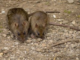 MIŠEVI I PACOVI OD OVOGA BEŽE GLAVOM BEZ OBZIRA! Svi IMATE U KUĆI, dovoljno je SAMO NA VRATA DA STAVITE I NESTAĆE