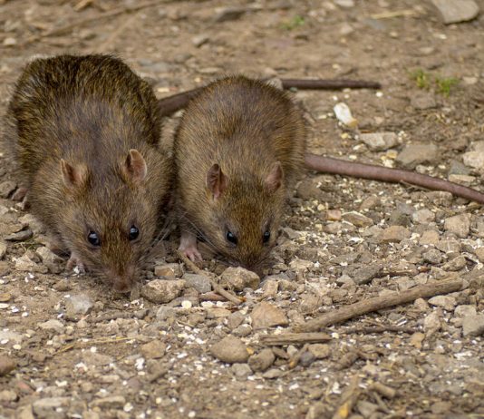 MIŠEVI I PACOVI OD OVOGA BEŽE GLAVOM BEZ OBZIRA! Svi IMATE U KUĆI, dovoljno je SAMO NA VRATA DA STAVITE I NESTAĆE