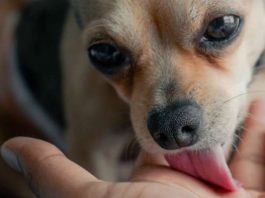 Šta znači kada vam pas uporno liže ruku? Istina je mnogo dublja i evo šta ljubimac pokušava da vam kaže