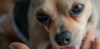 Šta znači kada vam pas uporno liže ruku? Istina je mnogo dublja i evo šta ljubimac pokušava da vam kaže