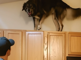 Moj pas je u posljednje vrijeme stalno penjao na gornje ormariće i glasno režao — prvo sam mislio da je poludio, dok nisam vidio zašto laje😮