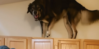 Moj pas je u posljednje vrijeme stalno penjao na gornje ormariće i glasno režao — prvo sam mislio da je poludio, dok nisam vidio zašto laje😮