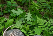 Jutros sam zalijevala cvijeće u dvorištu kada sam odjednom primijetila kraj ograde dva čudna čahurasta oblika prekrivena debelim ljuskama… i čak mi se učinilo da se nešto unutra lagano miče… Kad sam to otkrila, doživjela sam pravi šok… 😱😱