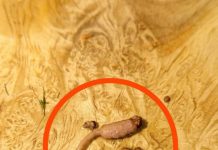 Kuvao sam mleveno meso i kada sam ga izvadio iz tiganja, primetio sam čudan predmet koji nije ličio na meso.