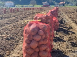 NI SLUČAJNO GA NE JEDITE: Evo kako izgleda krompir pun toksina