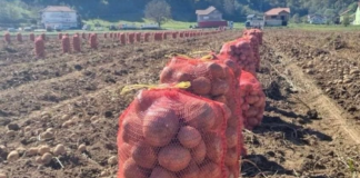 NI SLUČAJNO GA NE JEDITE: Evo kako izgleda krompir pun toksina