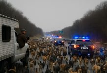 Stotine pasa završile su na autoputu, ometajući saobraćaj: policija i spasilačke ekipe su se dugo trudile da uklone životinje sa puta, ne shvatajući odakle su došle, a kada je istina otkrivena, svi su bili šokirani 😨😱