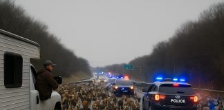 Stotine pasa završile su na autoputu, ometajući saobraćaj: policija i spasilačke ekipe su se dugo trudile da uklone životinje sa puta, ne shvatajući odakle su došle, a kada je istina otkrivena, svi su bili šokirani 😨😱