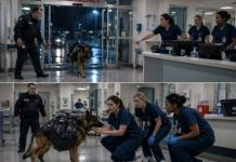 Pas je utrčao u bolnicu sa ogromnom crnom kesom za smeće na leđima: Medicinske sestre su pokušale da ga otjeraju, sve dok jedna od njih nije primijetila nešto čudno u njegovom ponašanju 😱