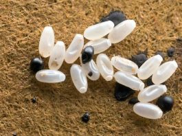 Primijetila sam čudne bele tačkice na krevetu — ono što sam kasnije otkrila bilo je zaista zastrašujuće.