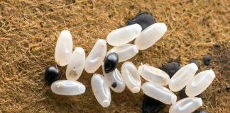 Primijetila sam čudne bele tačkice na krevetu — ono što sam kasnije otkrila bilo je zaista zastrašujuće.