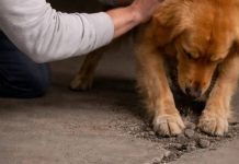Moj pas iz azila nije prestajao da grebe beton u podrumu; kada sam konačno razbio pod, bio sam potpuno užasnut onim što sam pronašao unutra.
