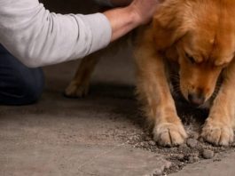 Moj pas iz azila nije prestajao da grebe beton u podrumu; kada sam konačno razbio pod, bio sam potpuno užasnut onim što sam pronašao unutra.