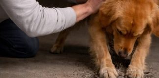 Moj pas iz azila nije prestajao da grebe beton u podrumu; kada sam konačno razbio pod, bio sam potpuno užasnut onim što sam pronašao unutra.