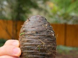 Pronašla sam ovu čudnu stvar u dvorištu sasvim slučajno i bila sam šokirana kad sam saznala što je 🤔