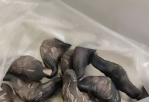 Strani susjedi su mi dali ovo i poželjeli mi „prijatno“, ali bilo je nešto tvrdo i uopće nije ličilo na hranu, više kao jaje.