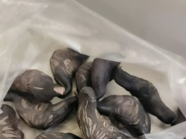 Strani susjedi su mi dali ovo i poželjeli mi „prijatno“, ali bilo je nešto tvrdo i uopće nije ličilo na hranu, više kao jaje.