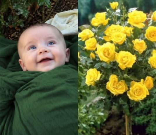 Neko je ostavio bebu u mom ružičnjaku s porukom u kojoj me moli da ga čuvam: Ono što mi je bezbednosna kamera pokazala sledećeg dana srušilo mi je ceo svet