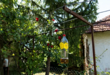 Poslije sat vremena više nećete vidjeti muhiu, ni komarca u blizini: SMUĆKAJTE IM POSLJEDNJU VEČERU
