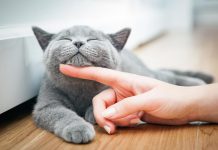 MAČKE IMAJU NEPOGREŠIVU INTUICIJI: Ako nanjuše negativnu energiju ili uoče toksične ljude u vašem okuženju, uradiće ovo!