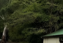 “Žena je bježala prema garaži, a kombi se zaustavio odmah iza nje – trenutak užasa koji nije film 😨”