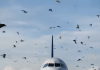 Ptice neočekivano okružile avion, a piloti su morali prinudno sletjeti: razlog je sve iznenadio 😲😱