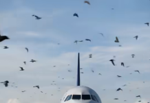Ptice neočekivano okružile avion, a piloti su morali prinudno sletjeti: razlog je sve iznenadio 😲😱
