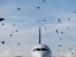 Ptice neočekivano okružile avion, a piloti su morali prinudno sletjeti: razlog je sve iznenadio 😲😱