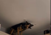 U zadnje vrijeme, moj pas se penjao na kuhinjske ormariće i glasno režao – u početku sam mislila da je poludio, dok nisam shvatila na šta laje 😲😱