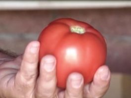 Ljudi sa ovim problemima nikako ne bi smeli jesti paradajz: Samo pogoršava stanje, može biti kobno