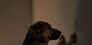 Naš pas je zurio u zid u spavaćoj sobi i nastavio je lajati, ne dopuštajući nam da spavamo: morali smo pozvati građevinara i srušiti zid 😱😱