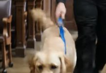 Kad su se teška vrata sudnice otvorila i unutra ušao pas, gotovo nitko nije obraćao posebnu pažnju… Ali nekoliko sekundi kasnije zaustavio se pred optuženim muškarcem, ponjušio mu ruke, a ono što se zatim dogodilo natjeralo je suca da zaustavi suđenje