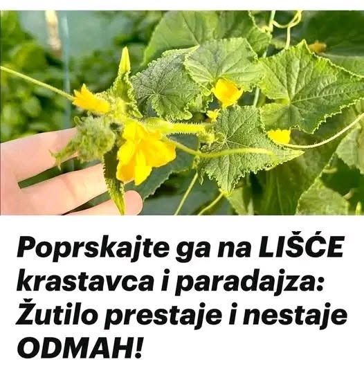 Poprskajte ga na LIŠĆE krastavca i paradajza: Žutilo prestaje i nestaje ODMAH! - featured image