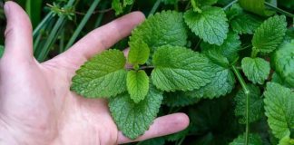 Ovu biljku pčele vole, a komarci izbjegavaju: Idealna je za svako dvorište Ovu biljku pčele vole, a komarci izbjegavaju: Idealna je za svako dvorište - featured image