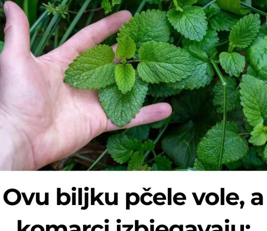 Ovu biljku pčele vole, a komarci izbjegavaju: Idealna je za svako dvorište Ovu biljku pčele vole, a komarci izbjegavaju: Idealna je za svako dvorište - featured image