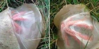 U dvorištu pronašao neobičnu tvorevinu i pomislio da je opasna: Istina ga je potpuno iznenadila