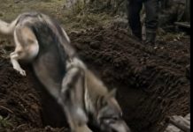 Vuk je proveo nekoliko sati kopajući rupu pored stare kolibe, ali ono što je vlasnik kuće vidio unutar te rupe ga je potpuno šokiralo… 😨 😨