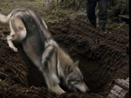Vuk je proveo nekoliko sati kopajući rupu pored stare kolibe, ali ono što je vlasnik kuće vidio unutar te rupe ga je potpuno šokiralo… 😨 😨