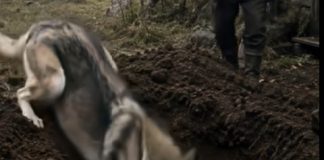 Vuk je proveo nekoliko sati kopajući rupu pored stare kolibe, ali ono što je vlasnik kuće vidio unutar te rupe ga je potpuno šokiralo… 😨 😨